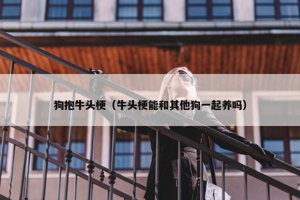 狗抱牛头梗（牛头梗能和其他狗一起养吗）