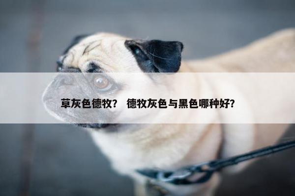 草灰色德牧？ 德牧灰色与黑色哪种好？
