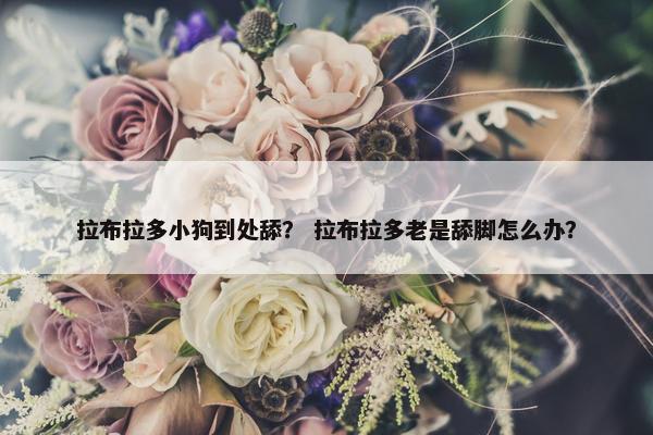 拉布拉多小狗到处舔？ 拉布拉多老是舔脚怎么办？