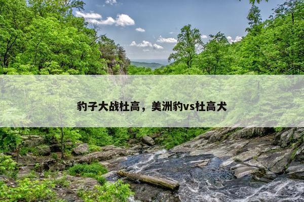 豹子大战杜高，美洲豹vs杜高犬