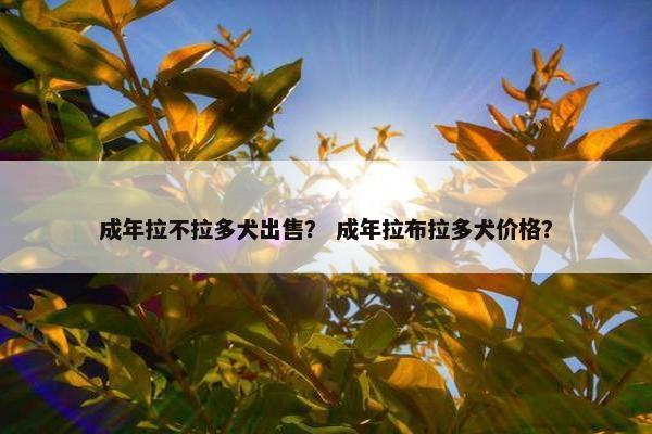 成年拉不拉多犬出售？ 成年拉布拉多犬价格？