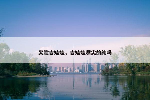 尖脸吉娃娃，吉娃娃嘴尖的纯吗