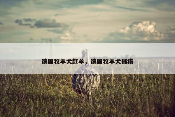 德国牧羊犬赶羊，德国牧羊犬捕猎