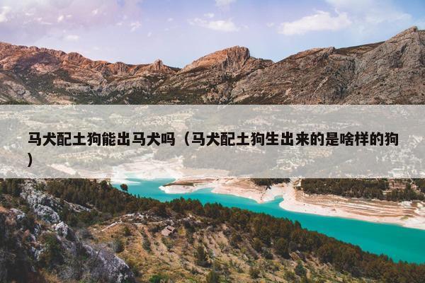 马犬配土狗能出马犬吗（马犬配土狗生出来的是啥样的狗）