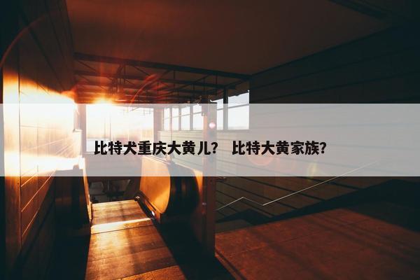 比特犬重庆大黄儿？ 比特大黄家族？