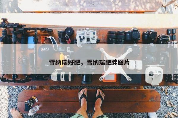 雪纳瑞好肥，雪纳瑞肥胖图片