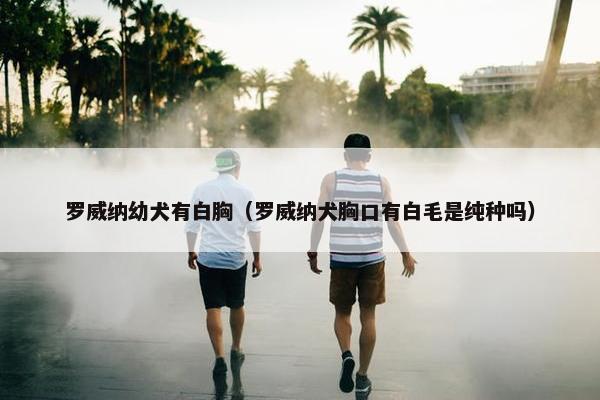 罗威纳幼犬有白胸（罗威纳犬胸口有白毛是纯种吗）