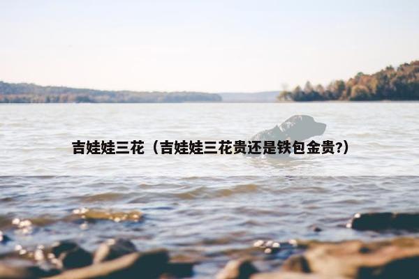 吉娃娃三花（吉娃娃三花贵还是铁包金贵?）