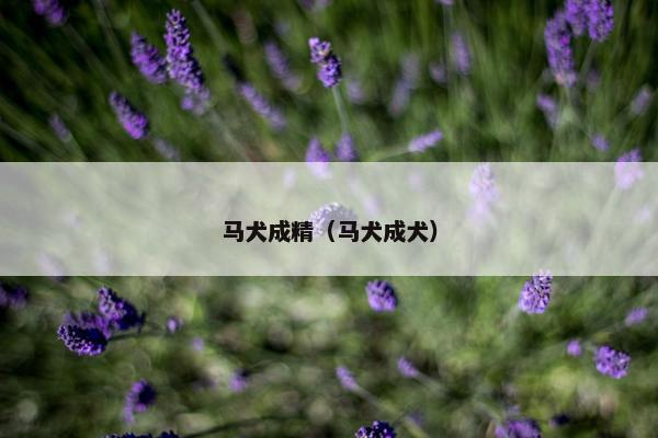 马犬成精（马犬成犬）