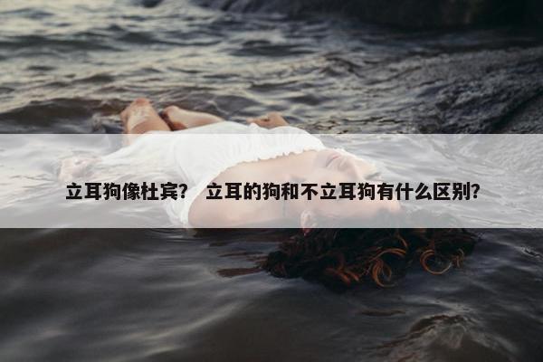 立耳狗像杜宾？ 立耳的狗和不立耳狗有什么区别？