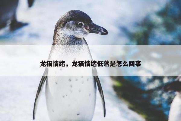 龙猫情绪，龙猫情绪低落是怎么回事