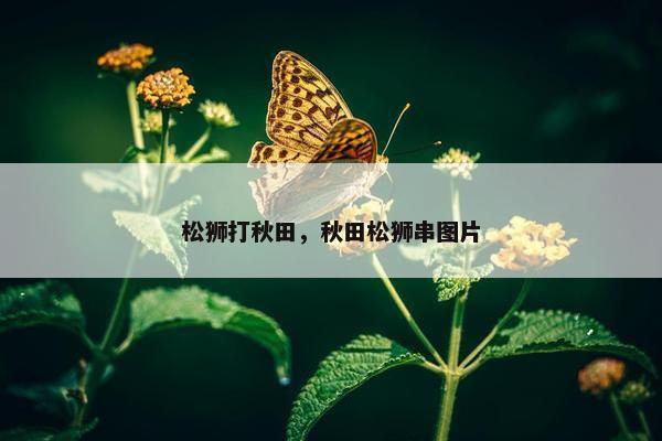 松狮打秋田，秋田松狮串图片
