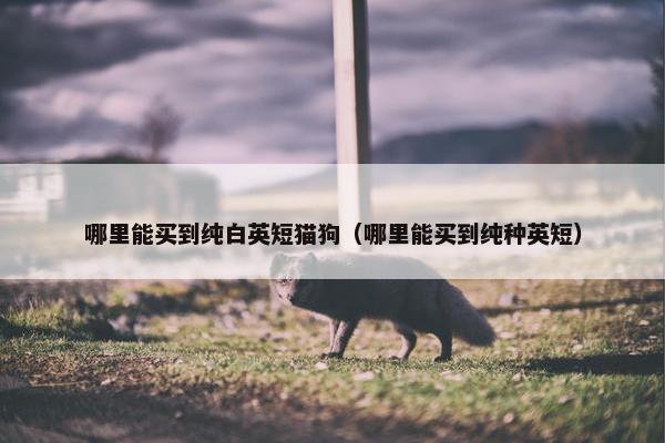 哪里能买到纯白英短猫狗（哪里能买到纯种英短）