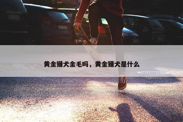 黄金猎犬金毛吗，黄金猎犬是什么