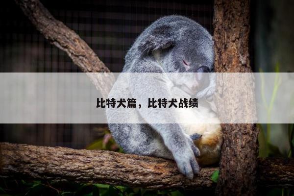 比特犬篇，比特犬战绩