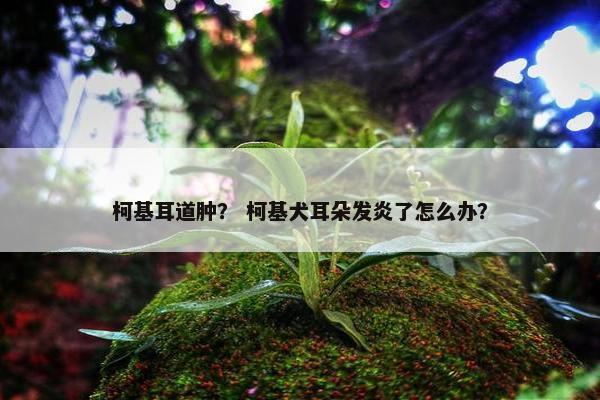 柯基耳道肿？ 柯基犬耳朵发炎了怎么办？