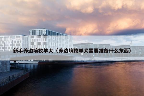 新手养边境牧羊犬（养边境牧羊犬需要准备什么东西）