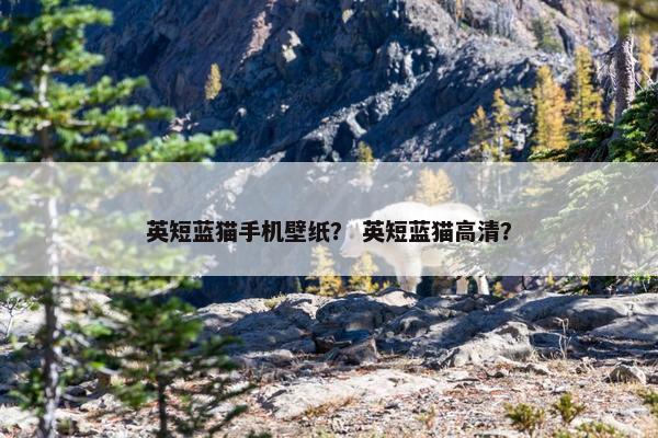 英短蓝猫手机壁纸？ 英短蓝猫高清？