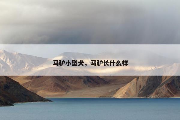 马驴小型犬，马驴长什么样