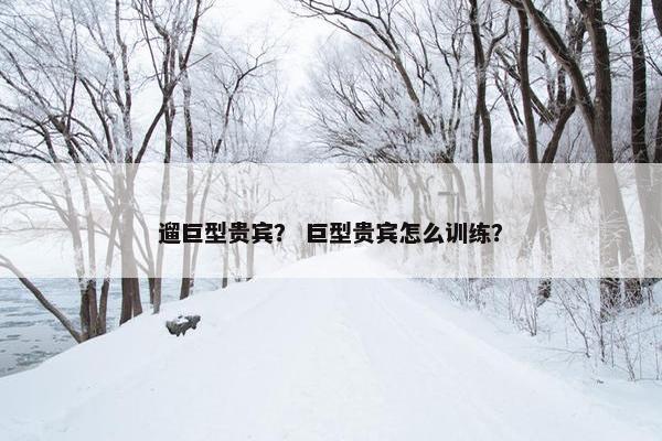 遛巨型贵宾？ 巨型贵宾怎么训练？