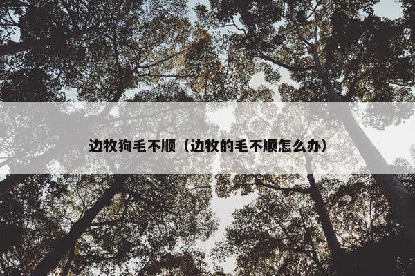边牧狗毛不顺（边牧的毛不顺怎么办）