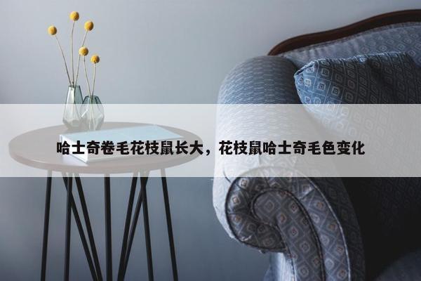 哈士奇卷毛花枝鼠长大，花枝鼠哈士奇毛色变化