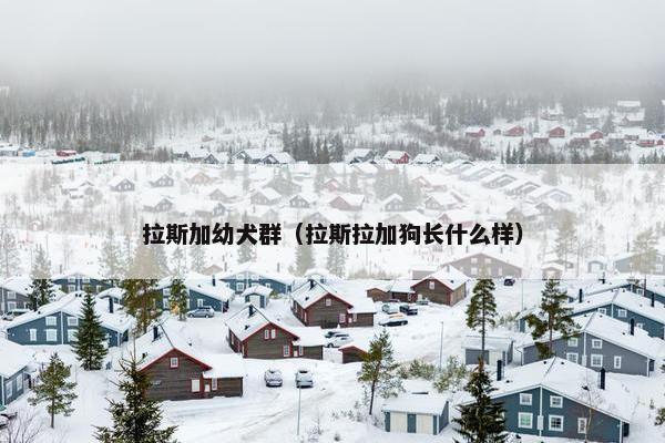 拉斯加幼犬群（拉斯拉加狗长什么样）