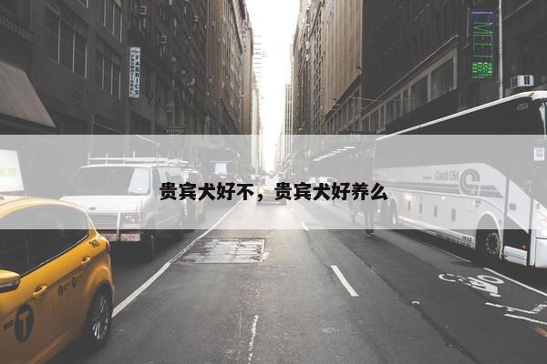 贵宾犬好不，贵宾犬好养么