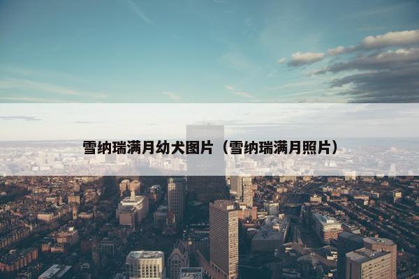雪纳瑞满月幼犬图片（雪纳瑞满月照片）