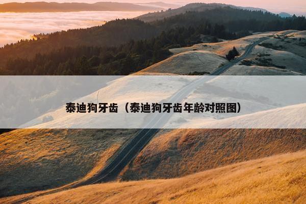 泰迪狗牙齿（泰迪狗牙齿年龄对照图）