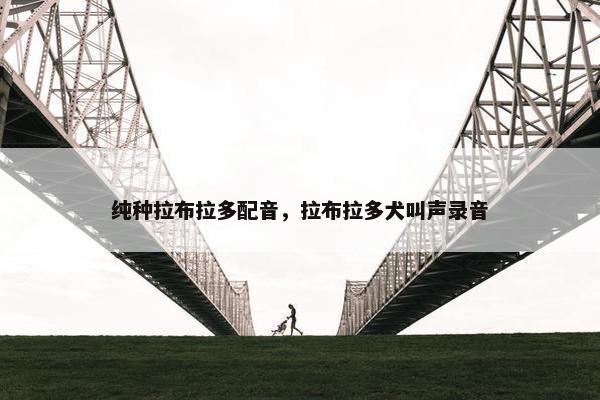 纯种拉布拉多配音，拉布拉多犬叫声录音