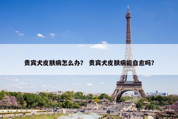 贵宾犬皮肤病怎么办？ 贵宾犬皮肤病能自愈吗？