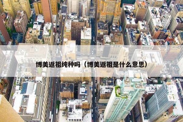 博美返祖纯种吗（博美返祖是什么意思）
