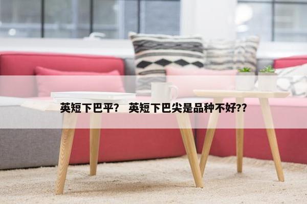英短下巴平？ 英短下巴尖是品种不好?？