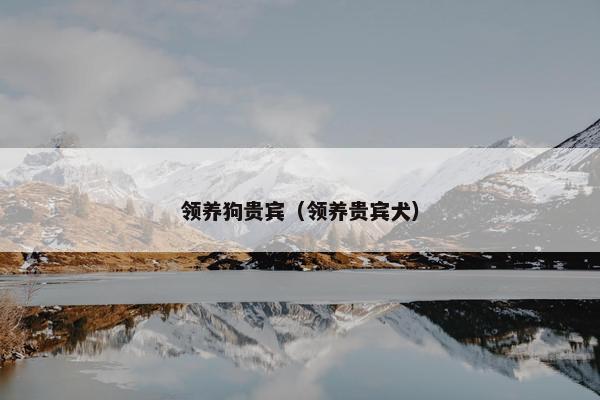 领养狗贵宾（领养贵宾犬）