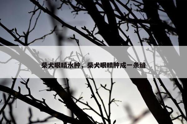 柴犬眼睛水肿，柴犬眼睛肿成一条缝