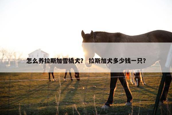怎么养拉斯加雪橇犬？ 拉斯加犬多少钱一只？