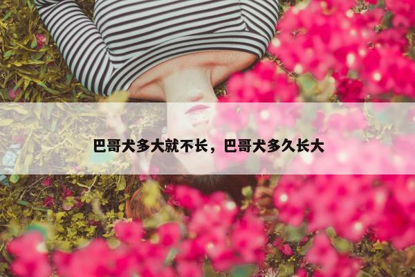 巴哥犬多大就不长，巴哥犬多久长大