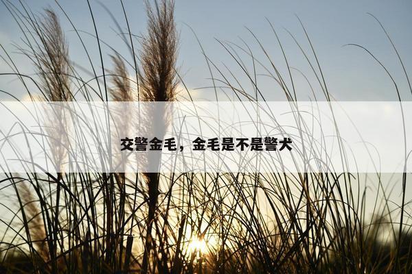交警金毛，金毛是不是警犬