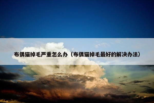 布偶猫掉毛严重怎么办（布偶猫掉毛最好的解决办法）