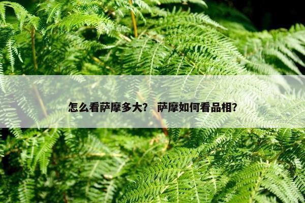 怎么看萨摩多大？ 萨摩如何看品相？