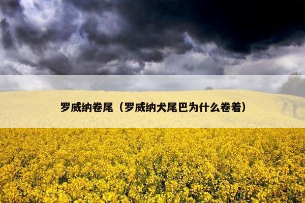 罗威纳卷尾（罗威纳犬尾巴为什么卷着）