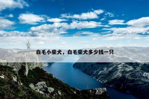 白毛小柴犬，白毛柴犬多少钱一只