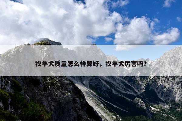 牧羊犬质量怎么样算好，牧羊犬厉害吗?