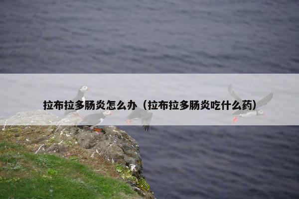 拉布拉多肠炎怎么办（拉布拉多肠炎吃什么药）