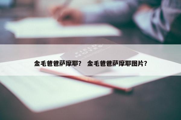 金毛爸爸萨摩耶？ 金毛爸爸萨摩耶图片？