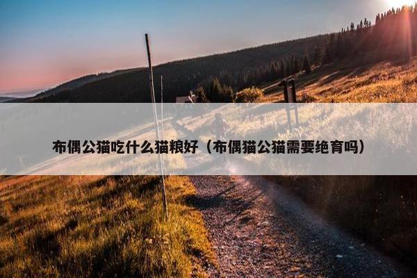 布偶公猫吃什么猫粮好（布偶猫公猫需要绝育吗）