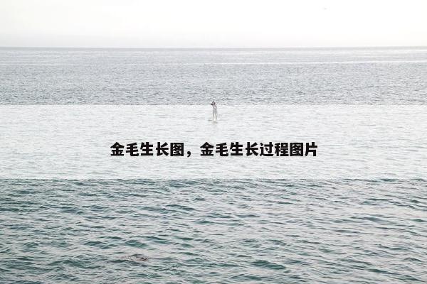 金毛生长图，金毛生长过程图片