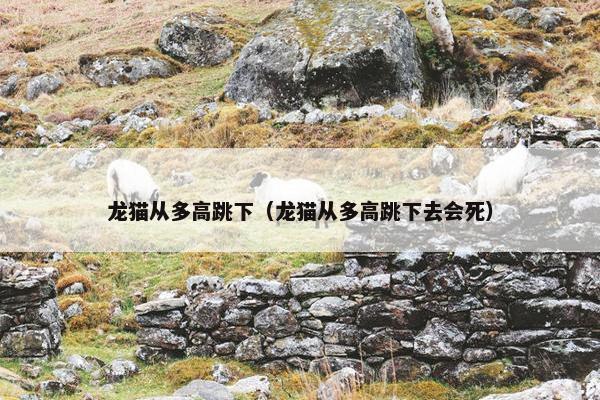 龙猫从多高跳下（龙猫从多高跳下去会死）