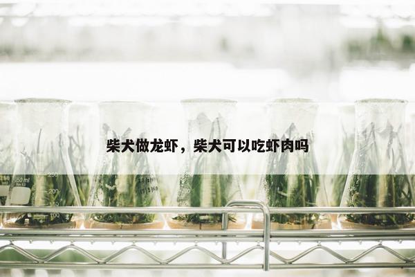 柴犬做龙虾，柴犬可以吃虾肉吗
